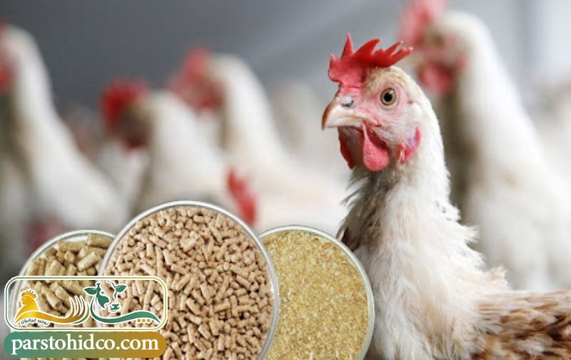 انواع کنسانتره طیور 